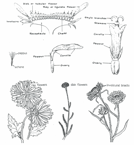 Asteraceae: Sunflower Family