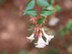 Glossy Abelia leaves and flowers