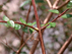 Glossy Abelia twigs