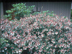 Glossy Abelia flowers