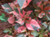 Copper Plant leaves