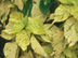 Copper Plant 'Variegata' leaves