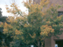 Acer barbatum: Southern Sugar Maple 
