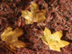 Acer barbatum, fall color