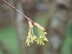 Acer barbatum: Southern Sugar Maple