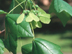 Acer barbatum: Southern Sugar Maple