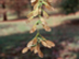 Acer negundo: Boxelder