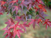 Japanese Maple leaves: fall color