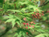 Japanese Maple flowers