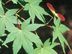 Japanese Maple leaves and fruit
