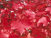 Swamp Red Maple leaves: autumn