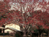 Swamp Red Maple form: spring