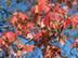 Swamp Red Maple leaves: autumn