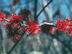 Swamp Red Maple flowers: male