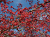 Swamp Red Maple fruit