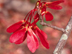 Swamp Red Maple fruit