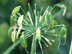 Agapanthus fruit