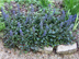 Ajuga flowers