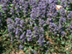 Ajuga flowers