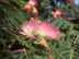 Mimosa flowers