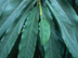 Cardamom Ginger leaves