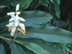 Cardamom Ginger flowers