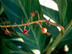 Variegated Shell Ginger fruit