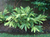 Variegated Shell Ginger form