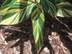 Variegated Shell Ginger leaves