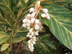 Variegated Shell Ginger flowers