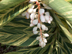 Variegated Shell Ginger flowers 