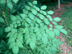 Devil's Walkingstick leaf with leaflets