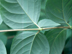 Devil's Walkingstick leaf