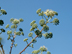 Devil's Walkingstick flowers