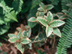 Japanese Ardisia form: 'Gulf Green'