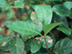 Japanese Ardisia flowers