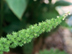 Foxtail Asparagus Fern flowers