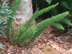 Foxtail Asparagus Fern form