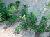 Asparagus Fern flowers