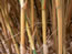 Hedge Bamboo stems: var. 'Alphonse Karr'