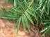 Fernleaf Hedge Bamboo leaves