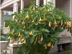 Angel's Trumpet form: yellow variation