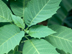 Angel's Trumpet leaves