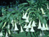 Angel's Trumpet flowers: white