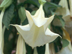 Angel's Trumpet flowers: white