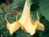 Angel's Trumpet flowers: yellow