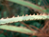 Jelly Palm leaves with spines on the petiiole