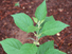 American Beautyberry leaves