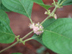 American Beautyberry flowers