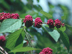 American Beautyberry fruit